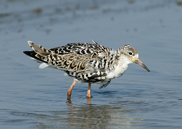 Ruff Philomachus pugnax