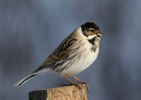 Reed Bunting Emberiza schoeniclus