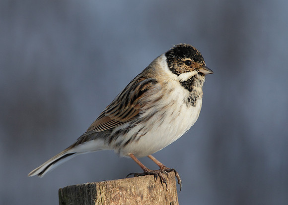 Reed Bunting Emberiza schoeniclus