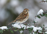 Reed Bunting Emberiza schoeniclus