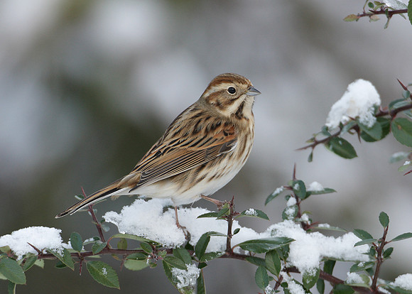 Reed Bunting Emberiza schoeniclus