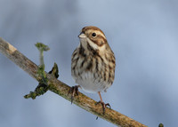 Reed Bunting Emberiza schoeniclus