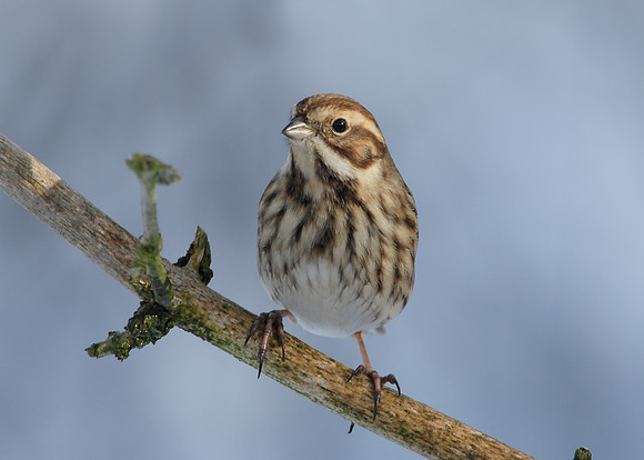 Reed Bunting Emberiza schoeniclus
