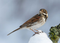 Reed Bunting Emberiza schoeniclus