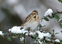 Reed Bunting Emberiza schoeniclus