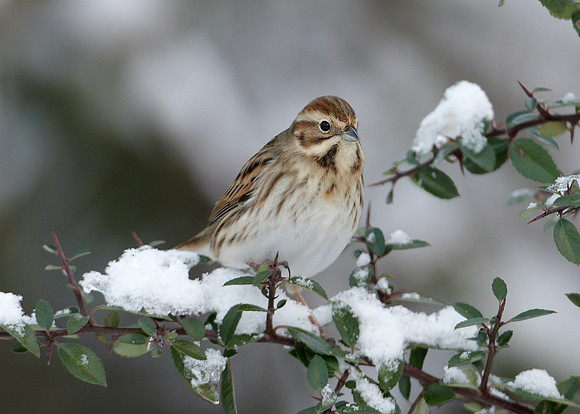 Reed Bunting Emberiza schoeniclus