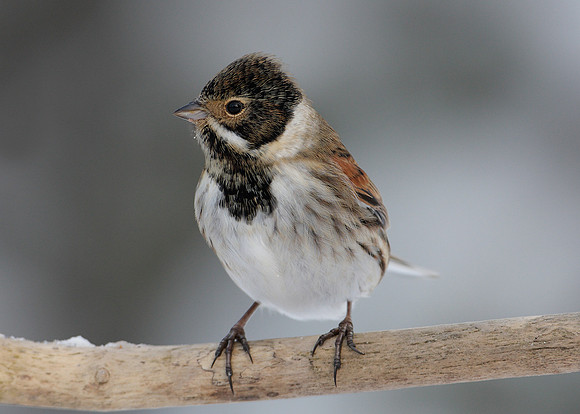 Reed Bunting Emberiza schoeniclus