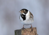 Reed Bunting Emberiza schoeniclus