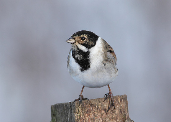 Reed Bunting Emberiza schoeniclus