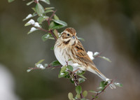 Reed Bunting Emberiza schoeniclus