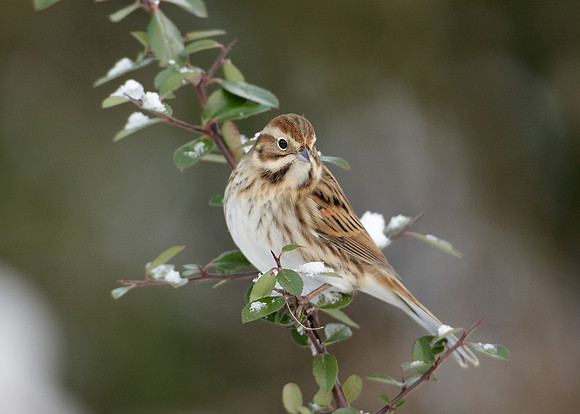 Reed Bunting Emberiza schoeniclus