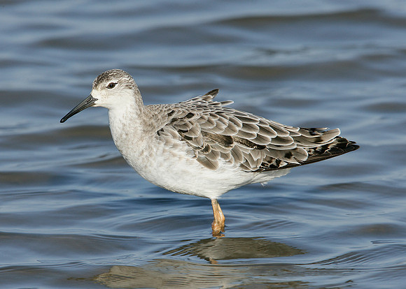 Ruff Philomachus pugnax