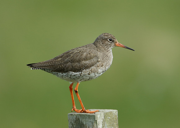 Redshank Tringa totanus