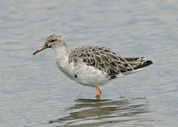 Ruff Philomachus pugnax