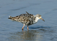 Ruff Philomachus pugnax