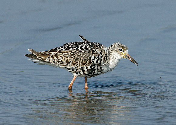 Ruff Philomachus pugnax