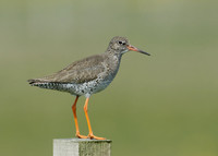 Redshank Tringa totanus