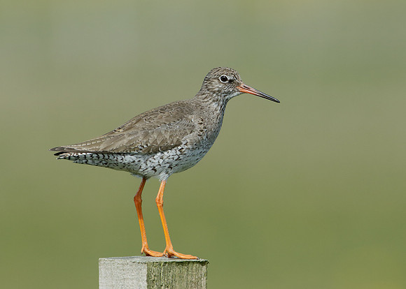 Redshank Tringa totanus