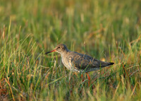 Redshank Tringa totanus