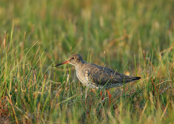 Redshank Tringa totanus
