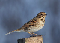 Reed Bunting Emberiza schoeniclus