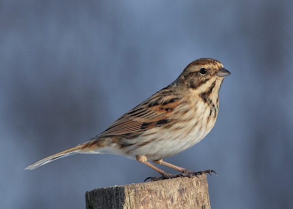Reed Bunting Emberiza schoeniclus