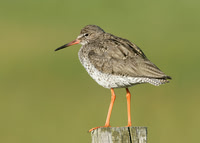 Redshank Tringa totanus