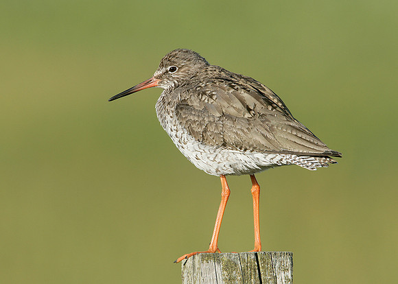 Redshank Tringa totanus
