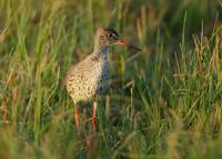 Redshank Tringa totanus