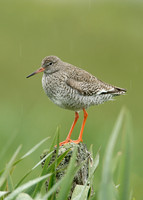 Redshank Tringa totanus