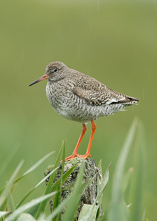 Redshank Tringa totanus
