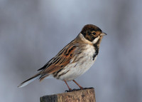 Reed Bunting Emberiza schoeniclus