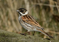 Reed Bunting Emberiza schoeniclus