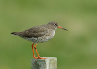 Redshank Tringa totanus