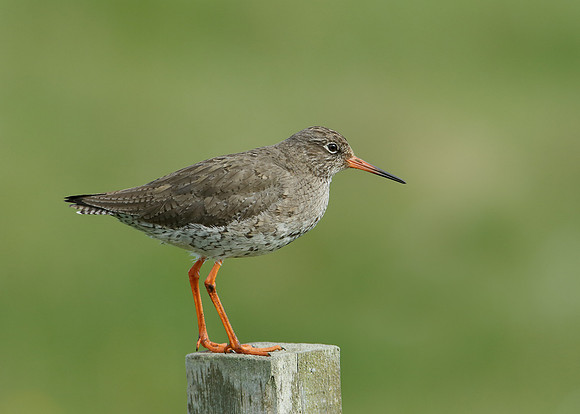 Redshank Tringa totanus