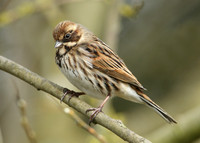 Reed Bunting Emberiza schoeniclus