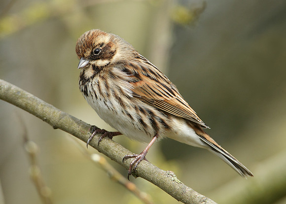 Reed Bunting Emberiza schoeniclus