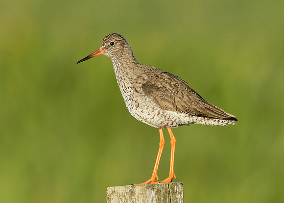 Redshank Tringa totanus