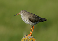 Redshank Tringa totanus