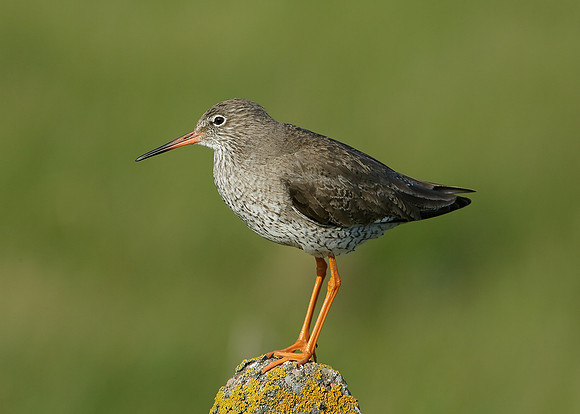 Redshank Tringa totanus