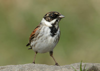 Reed Bunting Emberiza schoeniclus
