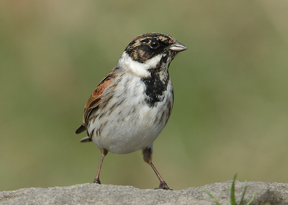 Reed Bunting Emberiza schoeniclus
