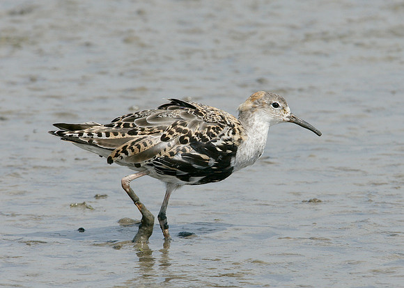 Ruff Philomachus pugnax