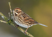 Reed Bunting Emberiza schoeniclus