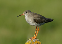 Redshank Tringa totanus