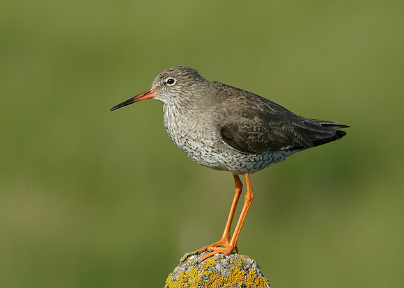 Redshank Tringa totanus