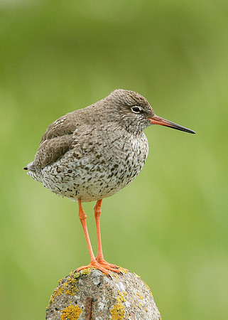 Redshank Tringa totanus