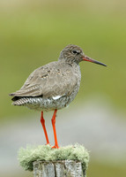 Redshank Tringa totanus