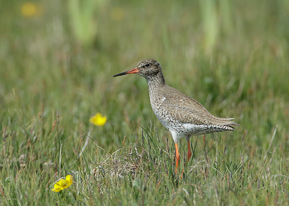 Redshank Tringa totanus