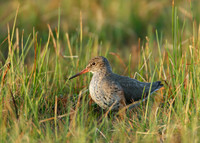 Redshank Tringa totanus